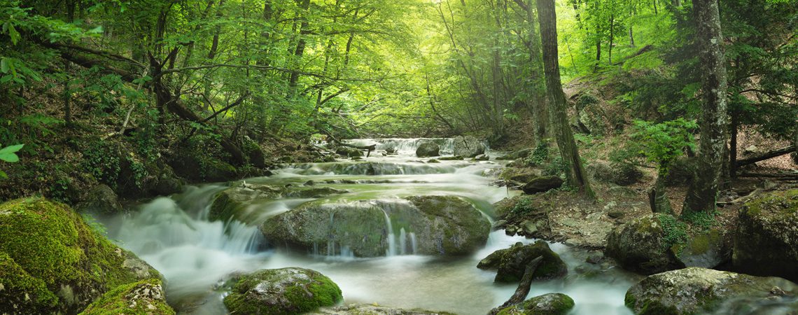 forest waterfall