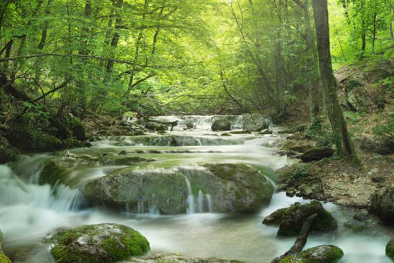 forest waterfall